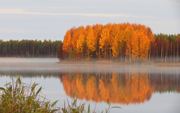 лес, осень, пруд, дымка, тишь, forest, autumn, pond, haze, quiet
