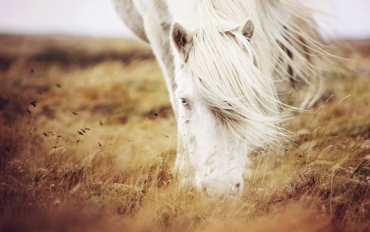 лошадь, трава, природа, конь, horse, grass, nature
