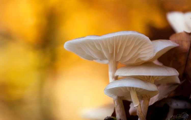 природа, макро, осень, грибы, боке, nature, macro, autumn, mushrooms, bokeh