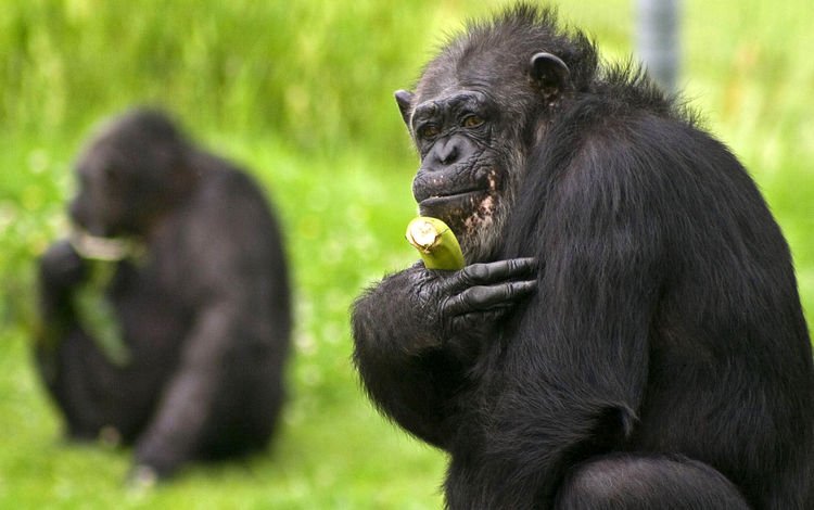 трава, обезьяна, банан, шимпанзе, grass, monkey, banana, chimpanzees