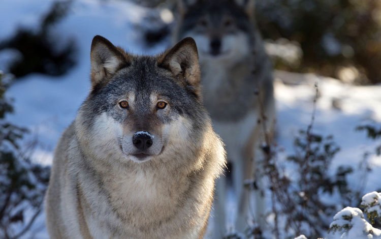 лес, зима, хищник, волки, волк, forest, winter, predator, wolves, wolf