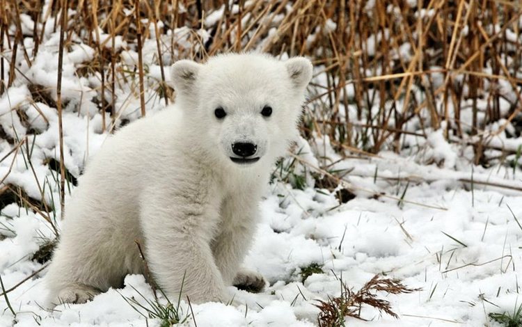 трава, снег, медведь, белый, детеныш, медвежонок, полярный, grass, snow, bear, white, cub, polar