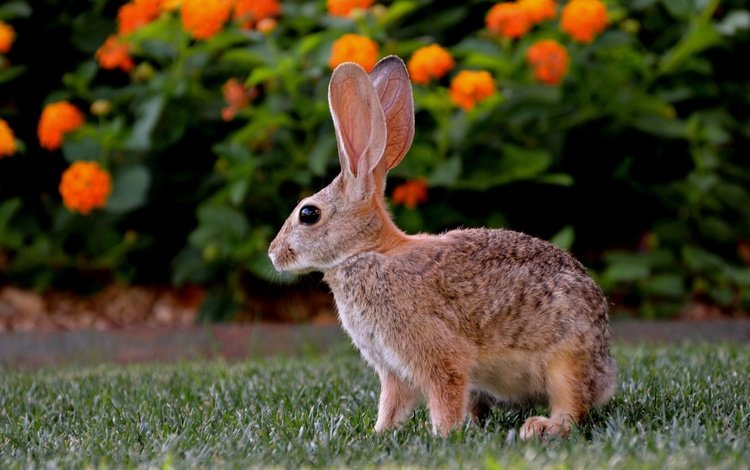 цветы, трава, кролик, зеленая, лужайка, заяц, flowers, grass, rabbit, green, lawn, hare