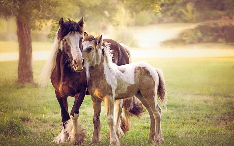природа, животные, лето, лошади, кони, nature, animals, summer, horse, horses