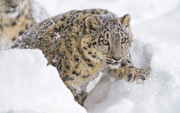 морда, зоопарк, снег, дикая кошка, зима, молодой, смотрит, детеныш, хищник, снежный леопард, лапа, снежный барс, ирбис, face, zoo, snow, wild cat, winter, young, looks, cub, predator, paw, snow leopard, irbis
