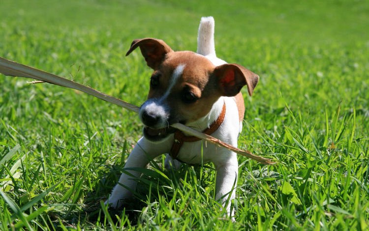 собака, щенок, игра, палка, джек-рассел-терьер, dog, puppy, the game, stick, jack russell terrier