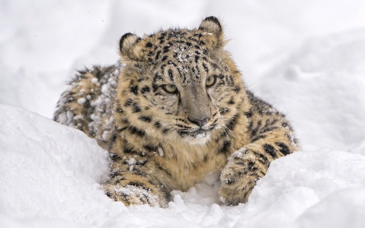 морда, дикая кошка, снег, снежный леопард, лежит, хищник, отдых, снежный барс, ирбис, барс, face, wild cat, snow, lies, predator, stay, snow leopard, irbis, bars