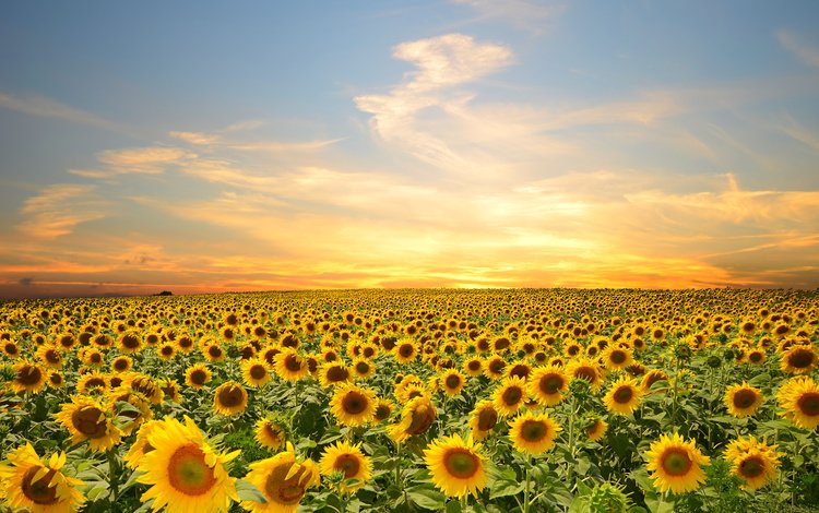 небо, цветы, облака, поле, подсолнухи, the sky, flowers, clouds, field, sunflowers