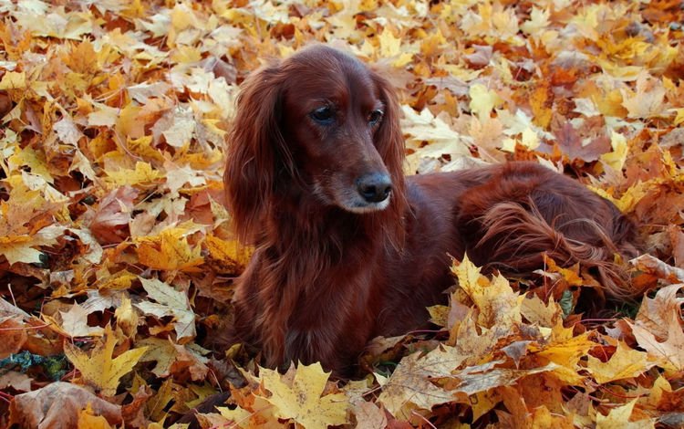 листья, осень, собака, ирландский сеттер, leaves, autumn, dog, irish setter