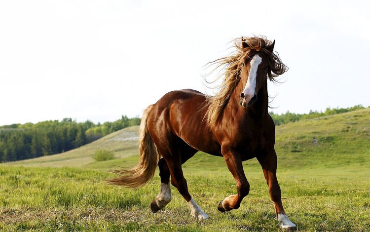 небо, лошадь, трава, природа, животное, конь, the sky, horse, grass, nature, animal