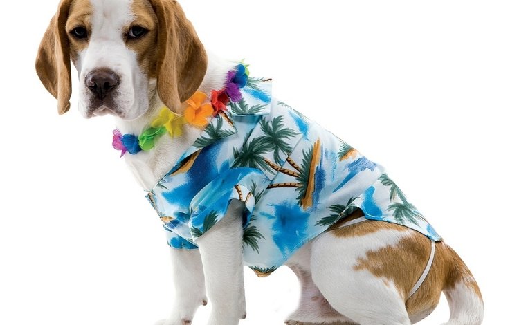 мордочка, взгляд, собака, бигль, гавайская рубашка, пижон, muzzle, look, dog, beagle, hawaiian shirt, dude