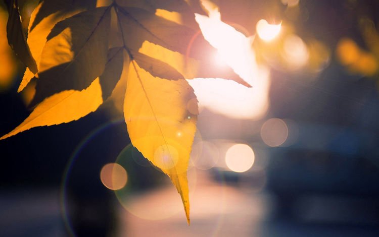 солнце, природа, листья, макро, осень, солнечный луч, the sun, nature, leaves, macro, autumn, sunbeam