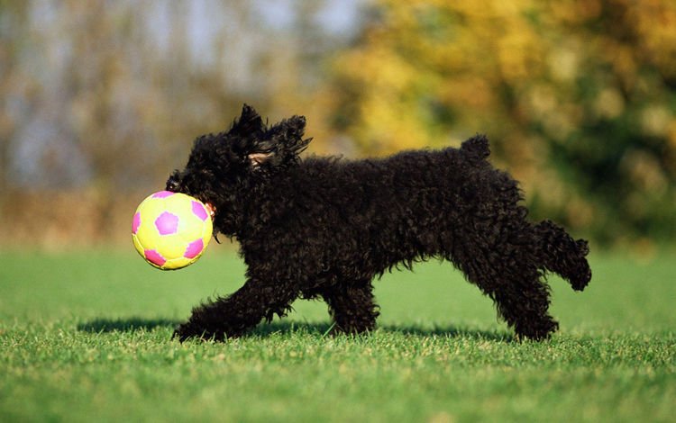 трава, черный, собака, щенок, игра, мяч, терьер, черный терьер, grass, black, dog, puppy, the game, the ball, terrier, black terrier