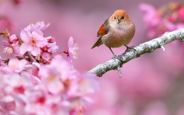 цветы, ветка, природа, птица, клюв, весна, flowers, branch, nature, bird, beak, spring
