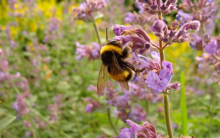 цветы, макро, насекомое, пчела, шмель, flowers, macro, insect, bee, bumblebee