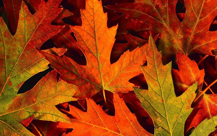 природа, листья, макро, осень, клен, осенние листья, nature, leaves, macro, autumn, maple, autumn leaves