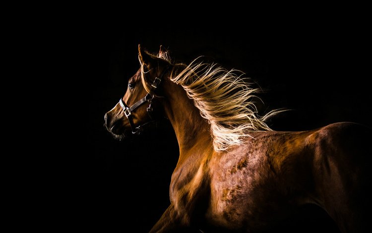 лошадь, профиль, темный фон, конь, грива, бег, horse, profile, the dark background, mane, running