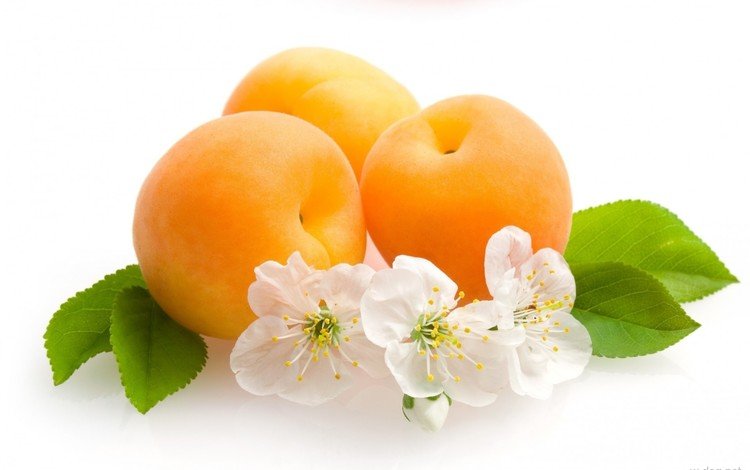 цветы, фрукты, белый фон, листики, абрикосы, flowers, fruit, white background, leaves, apricots