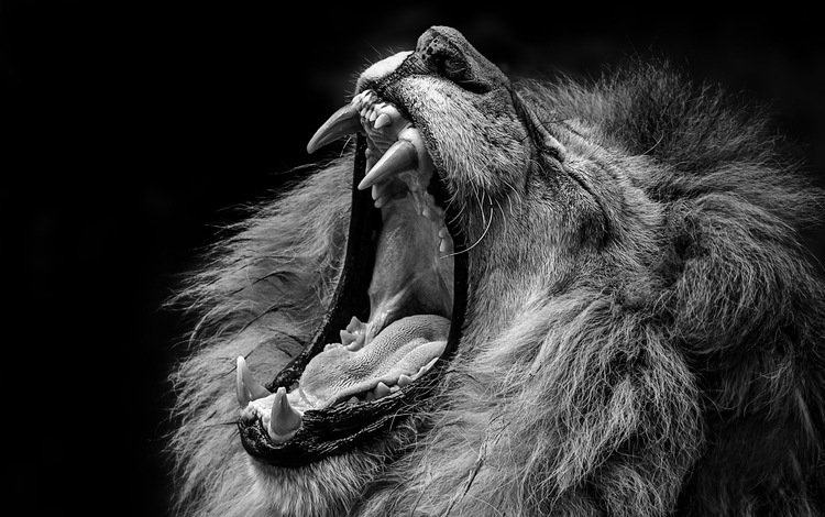 чёрно-белое, хищник, лев, зверь, пасть, black and white, predator, leo, beast, mouth