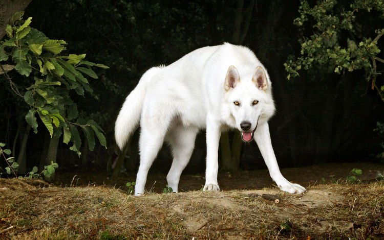 деревья, белый, собака, пес, северный инуит, trees, white, dog, northern inuit