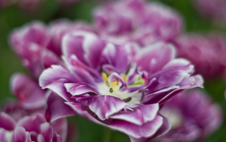 цветы, макро, весна, тюльпаны, цветком, ~dgh~, raspberry ripple, flowers, macro, spring, tulips, flower