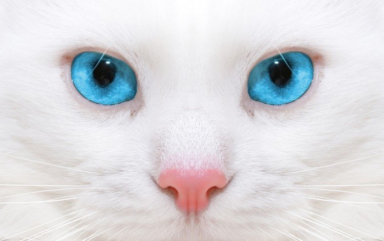кот, кошка, голубые глаза, белая, cat, blue eyes, white
