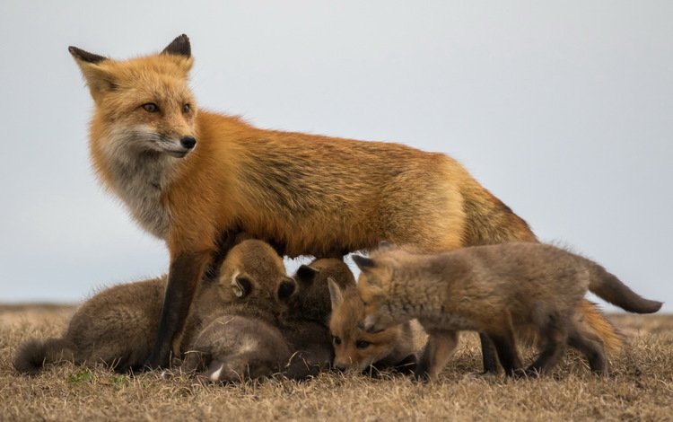 лиса, лисята, лисы, потомство, fox, cubs, offspring