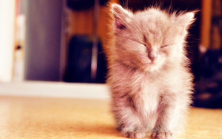 кошка, котенок, пушистый, дремлет, миленький, cat, kitty, fluffy, sleep, cute