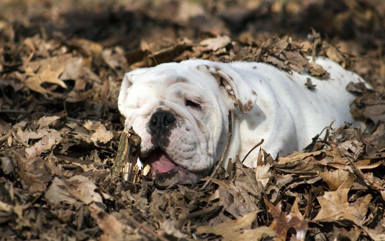 листья, осень, собака, животное, бульдог, английский бульдог, leaves, autumn, dog, animal, bulldog, english bulldog