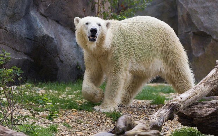 полярный медведь, медведь, хищник, белый медведь, зоопарк, polar bear, bear, predator, zoo