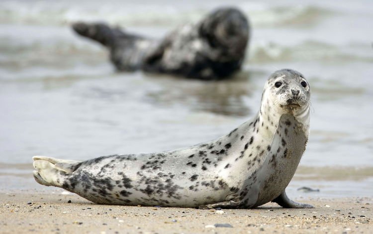 песок, тюлень, тюлени, морские млекопитающие, sand, seal, seals, marine mammals