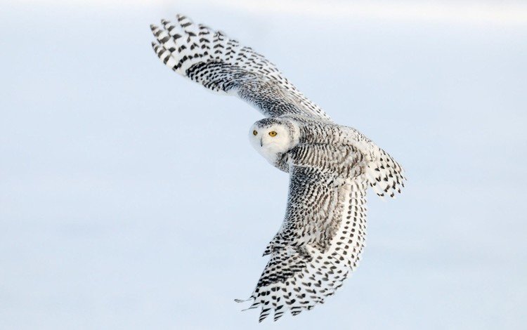 сова, полет, крылья, птица, полярная сова, белая сова, owl, flight, wings, bird, snowy owl, white owl