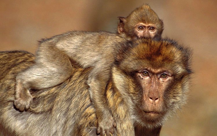 макаки, обезьяны, barbary macaques, macaques, monkey