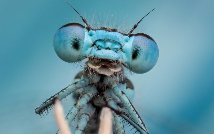 глаза, макро, насекомое, стрекоза, blue planet, eddie the bugman, eyes, macro, insect, dragonfly