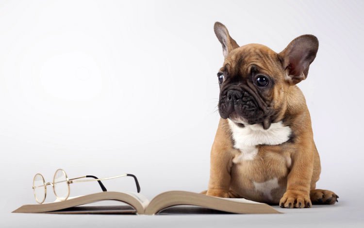 мордочка, очки, собака, щенок, книга, лапки, мопс, muzzle, glasses, dog, puppy, book, legs, pug