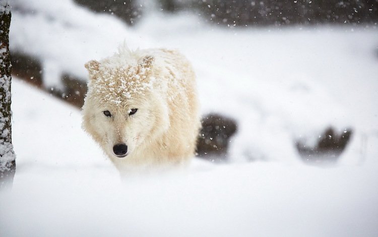снег, зима, белый, животное, волк, арктический волк, snow, winter, white, animal, wolf, arctic wolf