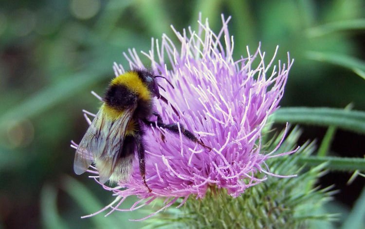 макро, насекомое, цветок, пчела, шмель, macro, insect, flower, bee, bumblebee