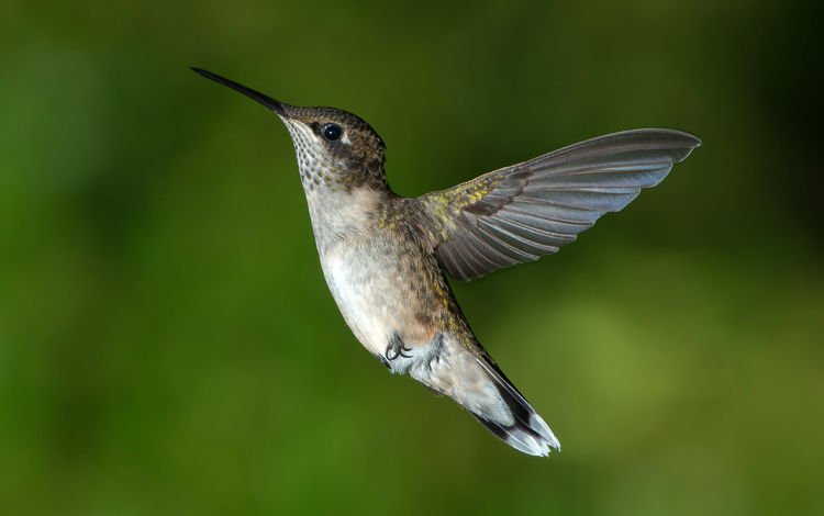фон, полет, крылья, птица, колибри, background, flight, wings, bird, hummingbird