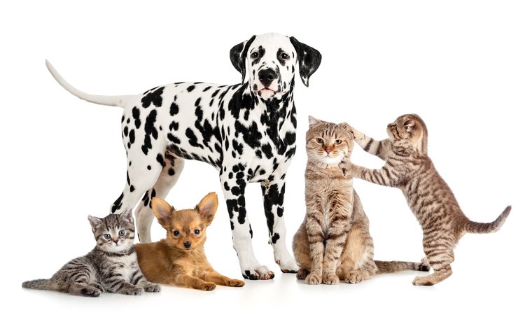 белый фон, далматин, кошки, котята, собаки, далматинец, чихуахуа, white background, dalmatian, cats, kittens, dogs, dalmatians, chihuahua