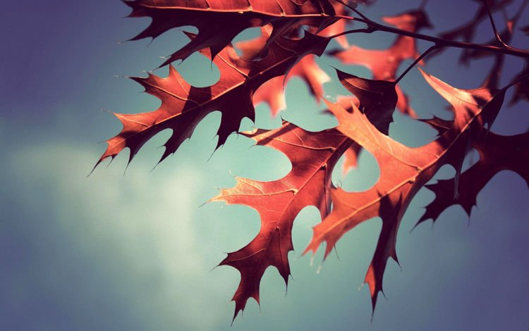 природа, листья, макро, осень, nature, leaves, macro, autumn