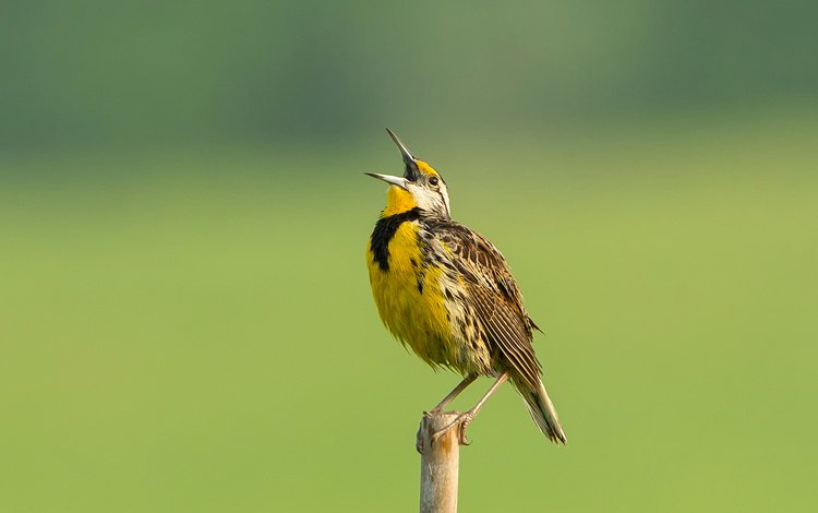 цвет, птица, клюв, перья, столбик, color, bird, beak, feathers, column