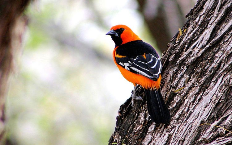 дерево, птица, перья, оранжевые, чёрные, иволга, tree, bird, feathers, orange, black, oriole