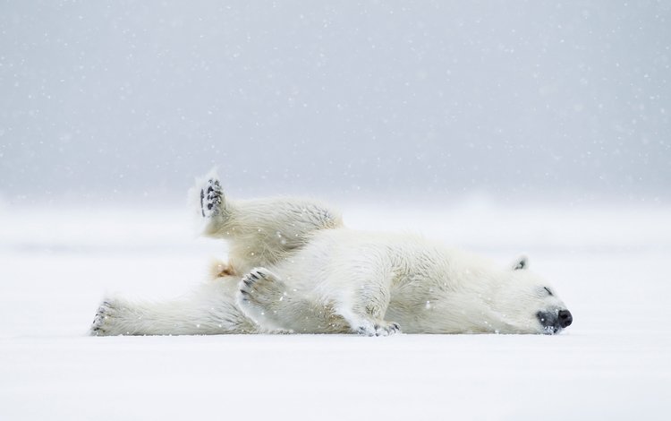 снег, полярный медведь, медведь, хищник, белый медведь, snow, polar bear, bear, predator