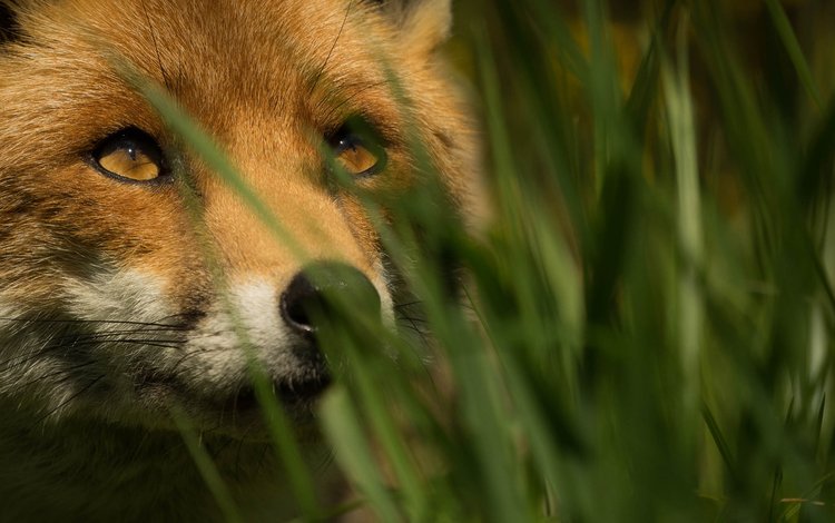 трава, мордочка, взгляд, лиса, лисица, grass, muzzle, look, fox