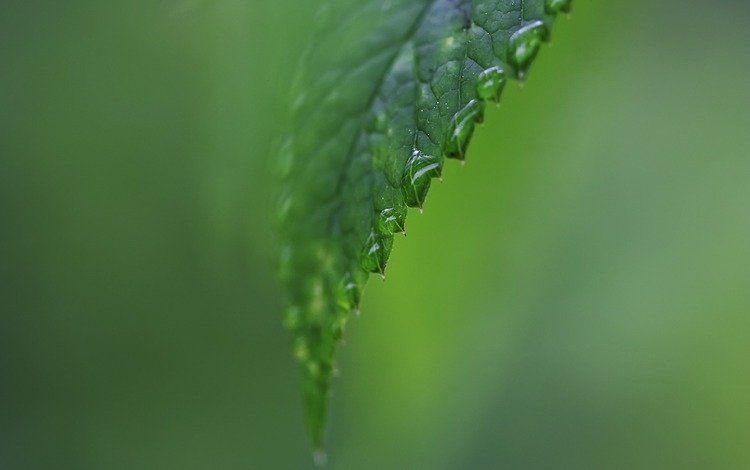 вода, зелёный, капли, лист, дождь, water, green, drops, sheet, rain