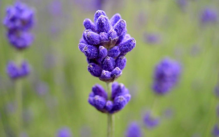 макро, цветок, лаванда, macro, flower, lavender