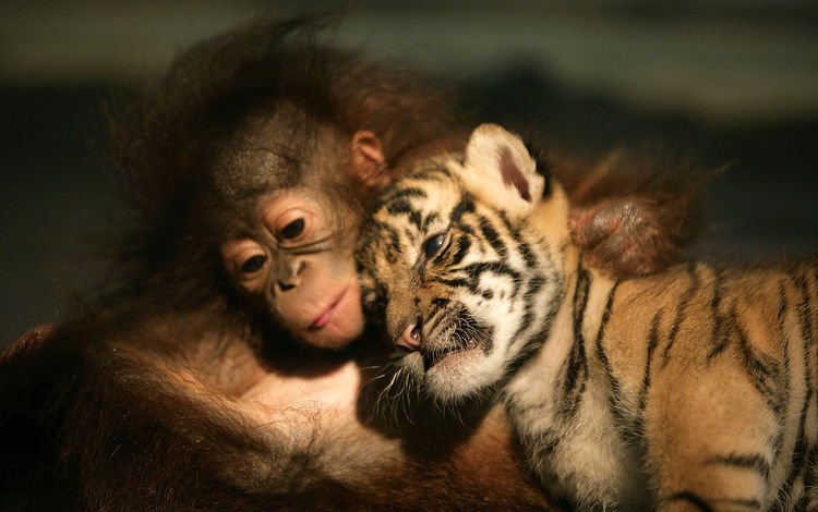 тигр, животные, друзья, орангутанг, tiger, animals, friends, orangutan
