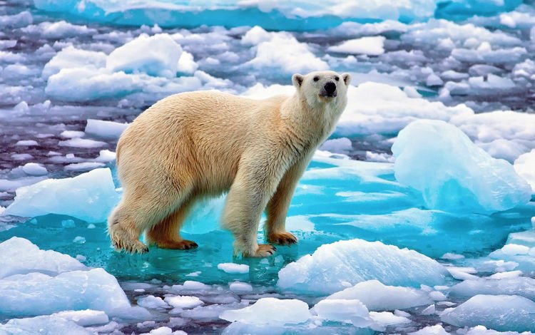 медведь, лёд, белый, арктика, полярный, bear, ice, white, arctic, polar