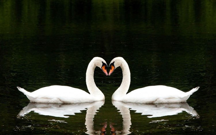 вода, лебеди, озеро, вместе, отражение, белые лебеди, сердце, птицы, любовь, романтично, два, water, swans, lake, together, reflection, white swans, heart, birds, love, romantic, two