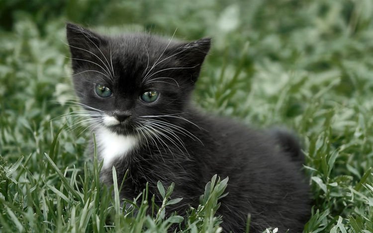 глаза, усы, кошка, взгляд, котенок, eyes, mustache, cat, look, kitty
